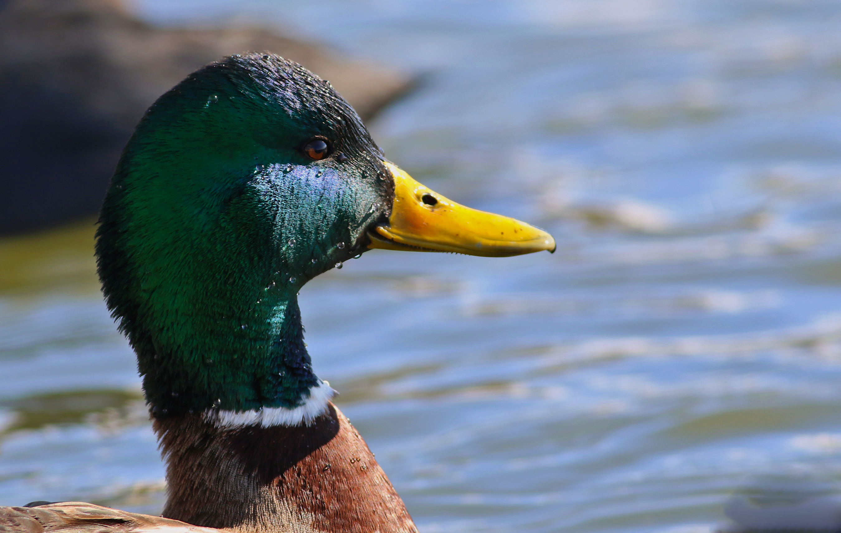 Mallard